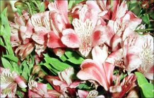 Alstroemeria pelegrina (Cultivated)   (click for a larger preview)