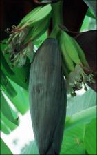 Musa acuminata hybrid (Cultivated) 4   (click for a larger preview)
