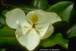 Magnolia grandiflora (Native)   (click for a larger preview)