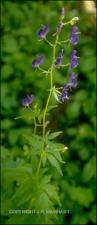 Aconitum sp. (Native)   (click for a larger preview)