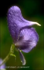 Aconitum sp. (Native) 2   (click for a larger preview)