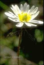 Anemone caroliniana (Native) 5   (click for a larger preview)
