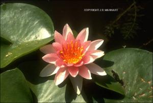 Nymphaea sp. (Cultivated) 2   (click for a larger preview)