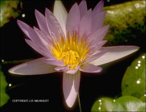 Nymphaea sp. (Cultivated) 4   (click for a larger preview)