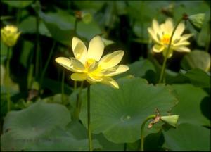 Nelumbo lutea (Native) 9   (click for a larger preview)
