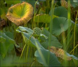 Nelumbo lutea (Native) 12   (click for a larger preview)