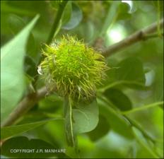 Maclura pomifera (Native) 3   (click for a larger preview)