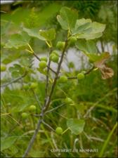 Ficus carica (Cultivated) 2   (click for a larger preview)