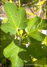 Ficus carica (Cultivated) 3   (click for a larger preview)