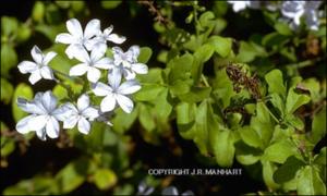Plumbago auriculata (Cultivated)   (click for a larger preview)