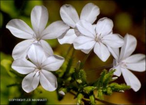 Plumbago auriculata (Cultivated) 2   (click for a larger preview)