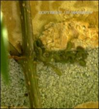 Parthenocissus quinquefolia (Native) 5   (click for a larger preview)