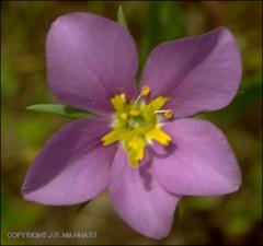 Sabatia campestris (Native) 10   (click for a larger preview)