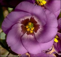 Eustoma grandiflorum (Native)   (click for a larger preview)