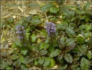 Ajuga reptans (Cultivated)   (click for a larger preview)