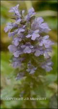 Ajuga reptans (Cultivated) 2   (click for a larger preview)