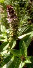 Ocimum basilicum (Cultivated)   (click for a larger preview)