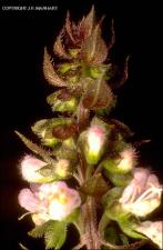 Ocimum basilicum (Cultivated) 2   (click for a larger preview)