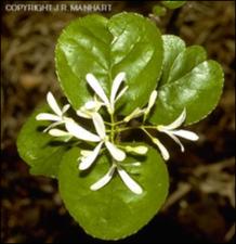Chionanthus retusus (Cultivated) 4   (click for a larger preview)