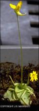 Pinguicula lutea (Cultivated)   (click for a larger preview)