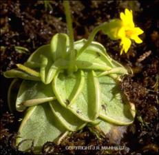 Pinguicula lutea (Cultivated) 3   (click for a larger preview)