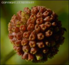 Cephalanthus occidentalis (Native) 12   (click for a larger preview)