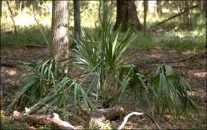 Sabal minor (Native)   (click for a larger preview)