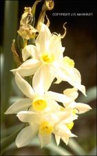 Narcissus tazetta (Cultivated)   (click for a larger preview)