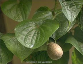 Dioscorea bulbifera (Cultivated)   (click for a larger preview)