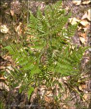 Pteridium aquilinum (Introduced) 2   (click for a larger preview)