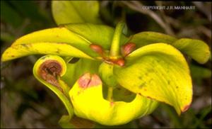 Sarracenia alata (Native) 17   (click for a larger preview)
