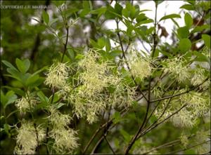 Chionanthus virginicus (Native)   (click for a larger preview)