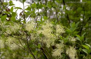 Chionanthus virginicus (Native) 2   (click for a larger preview)