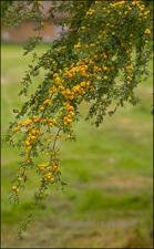Acacia smallii (Native) 2   (click for a larger preview)