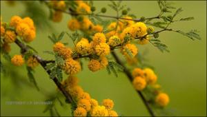 Acacia smallii (Native) 4   (click for a larger preview)
