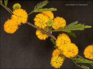 Acacia smallii (Native) 5   (click for a larger preview)
