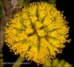 Acacia smallii (Native) 6   (click for a larger preview)