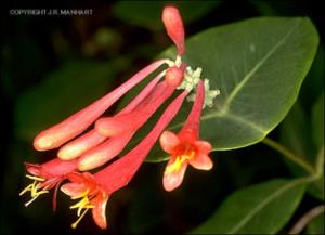 Lonicera sempervirens (Native) 7   (click for a larger preview)