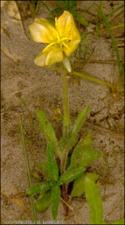 Oenothera laciniata (Native) 3   (click for a larger preview)
