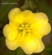 Oenothera laciniata (Native) 4   (click for a larger preview)