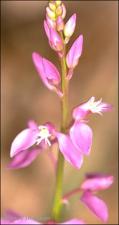 Polygala polygama (Native) 8   (click for a larger preview)