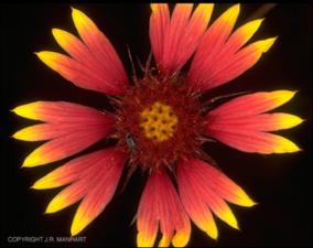 Gaillardia pulchella (Native) 14   (click for a larger preview)