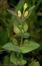 Hypericum crux-andreae (Native)   (click for a larger preview)