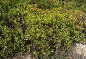 Arctostaphylos patula (Native) 2   (click for a larger preview)