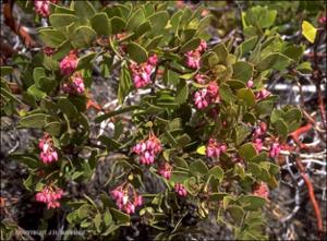 Arctostaphylos patula (Native) 3   (click for a larger preview)