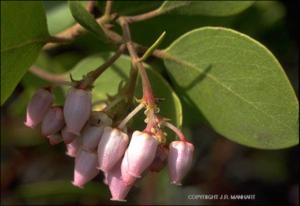 Arctostaphylos patula (Native) 4   (click for a larger preview)