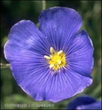 Linum lewisii (Native) 3   (click for a larger preview)