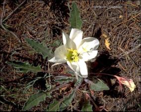 Oenothera caespitosa (Native)   (click for a larger preview)