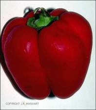 Capsicum annuum (Cultivated) 4   (click for a larger preview)