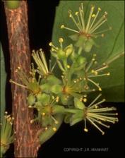 Xylosma congestum (Cultivated) 2   (click for a larger preview)